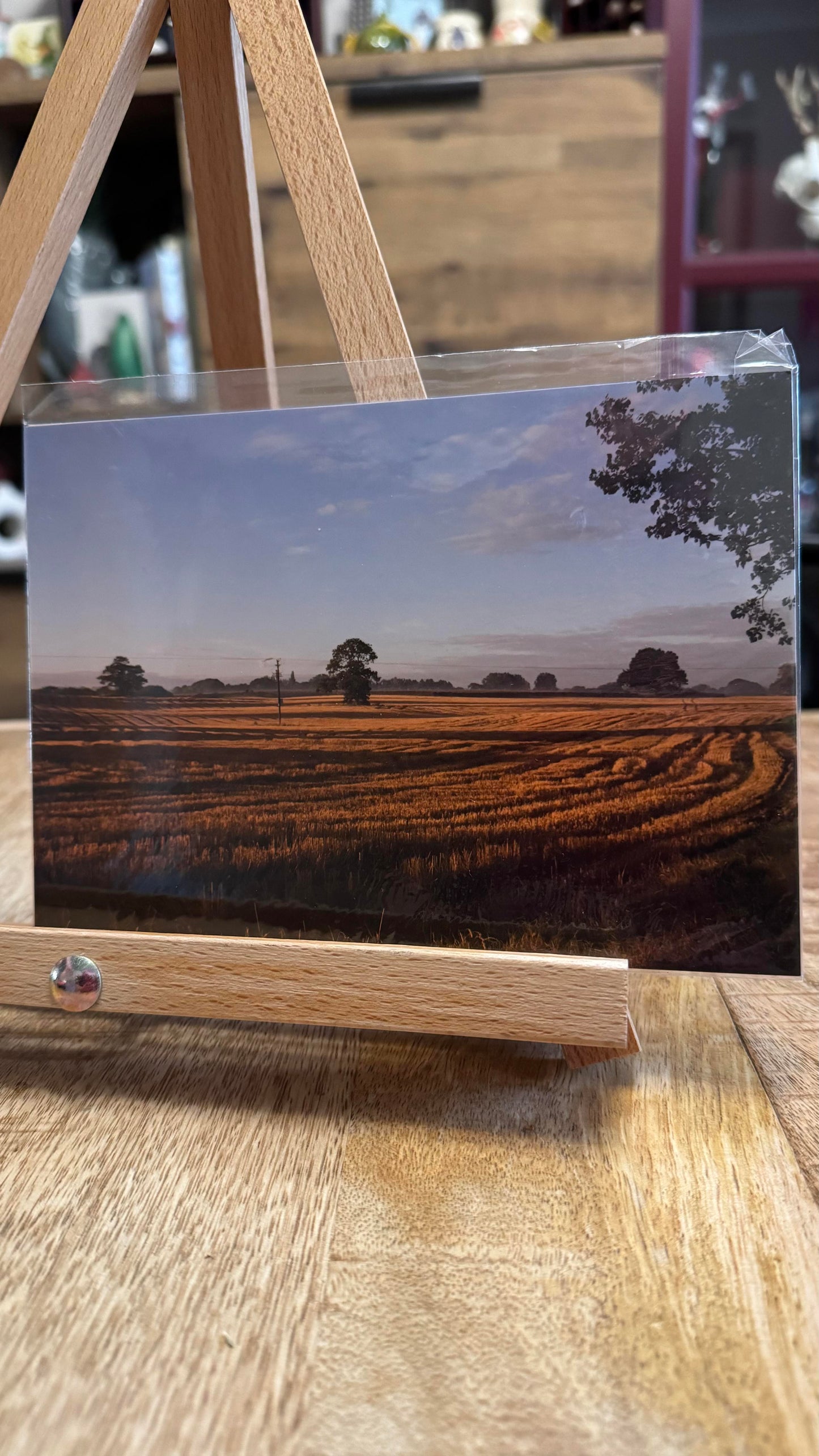 Golden Morning Light Field Photo