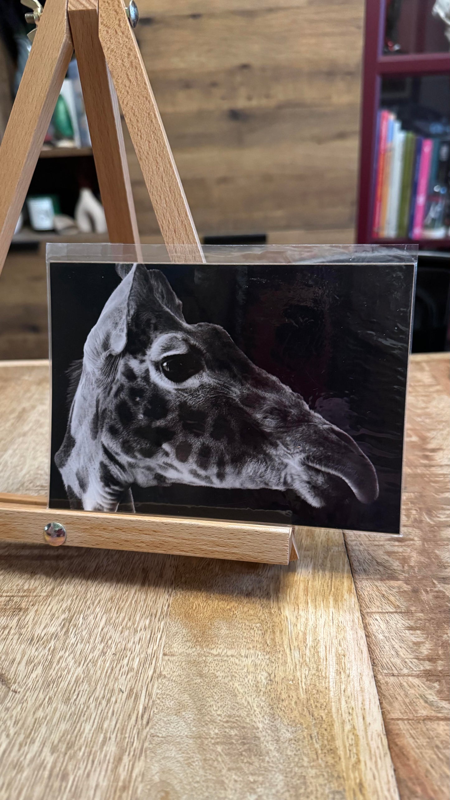 Giraffe Profile Photo