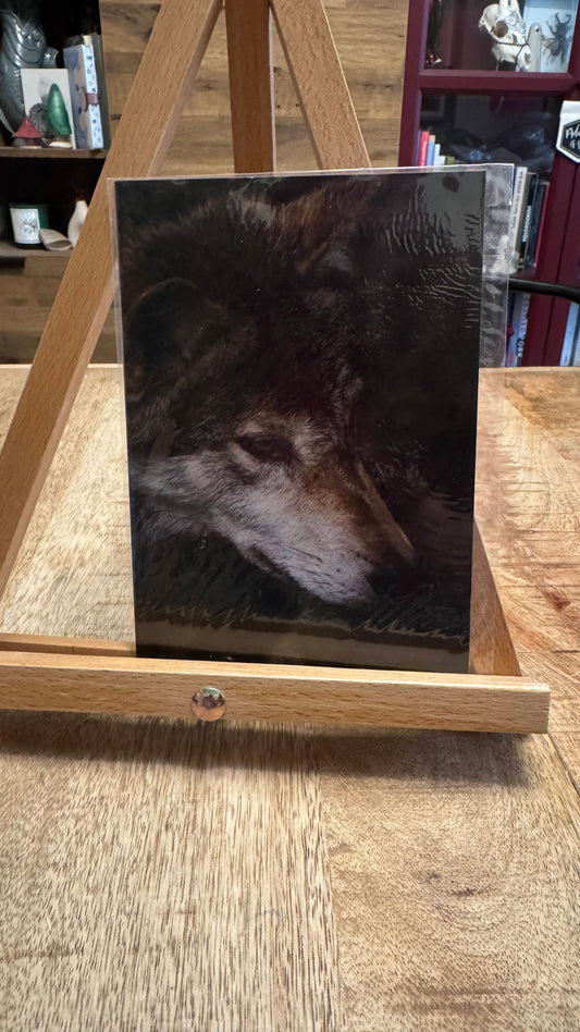 Wolf Photo