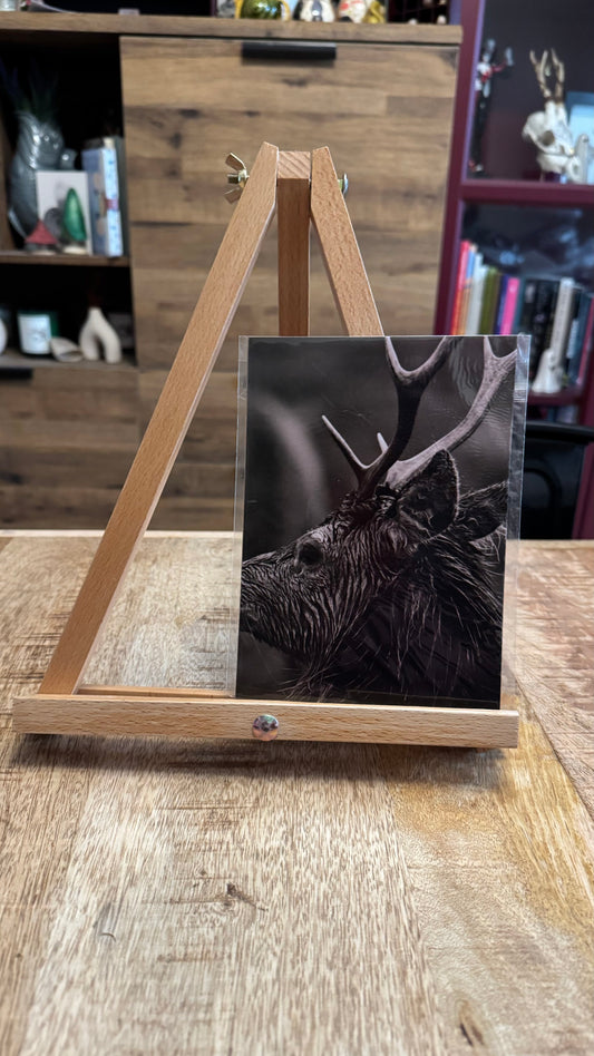 Stag in Rain Photo