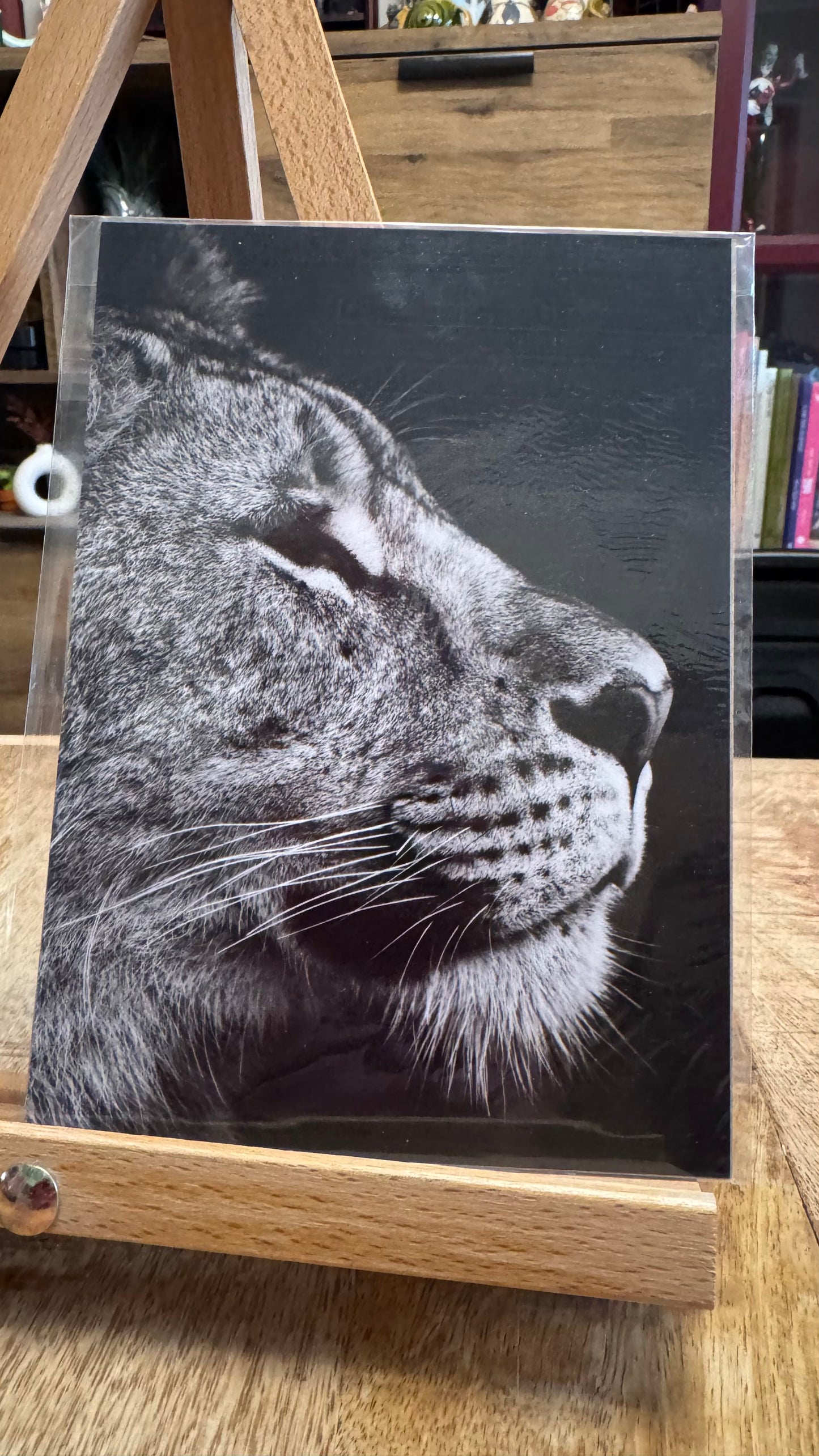 Lioness Photo