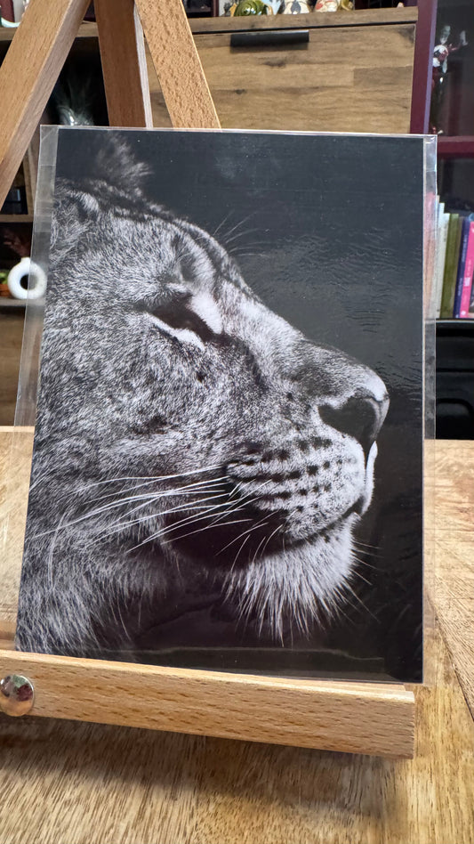 Lioness Photo