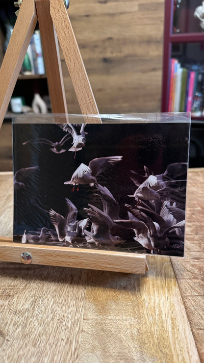 Feeding Frenzy Photo