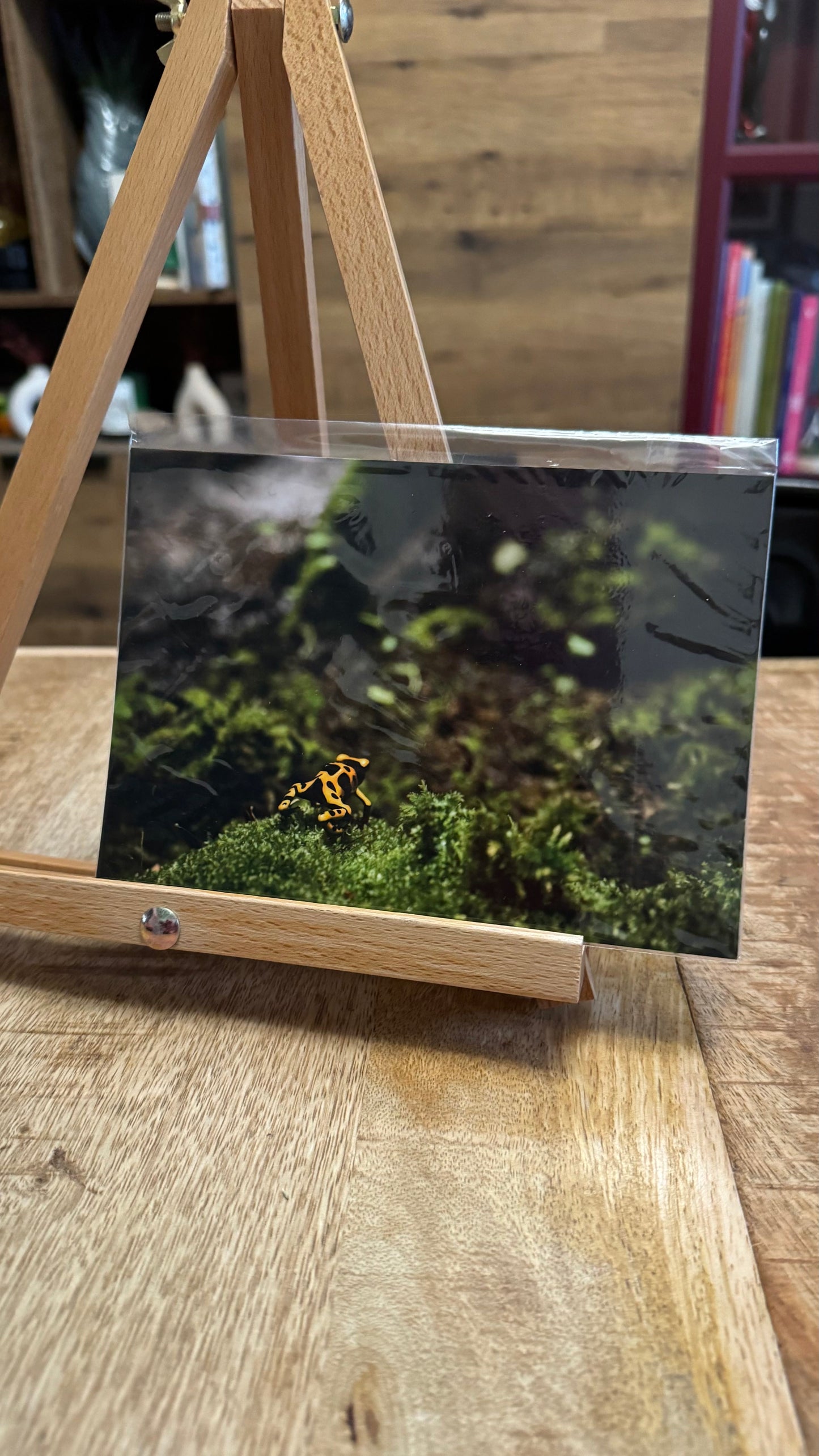 Adventure Frog Photo
