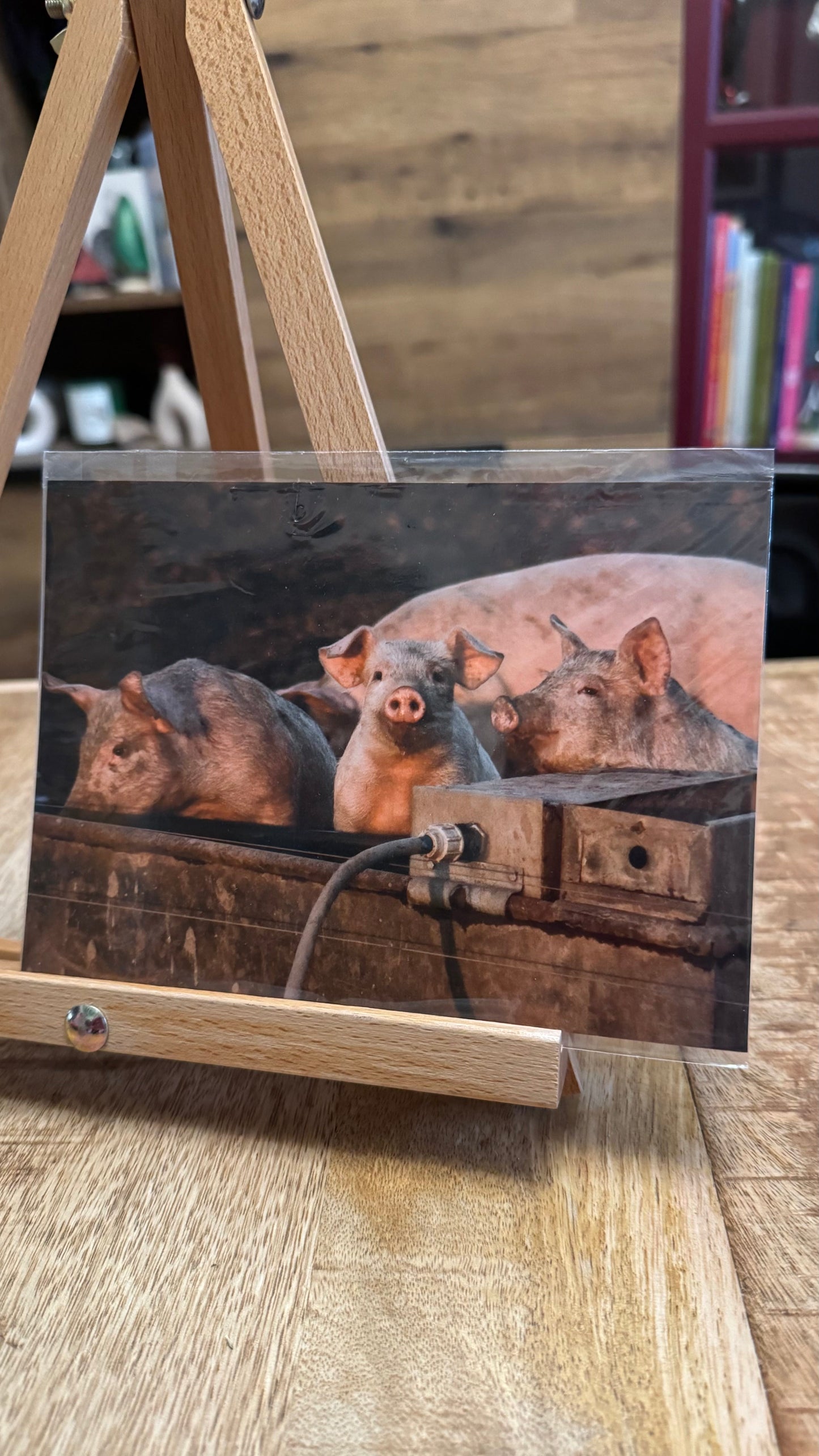 Piggy Photo Print
