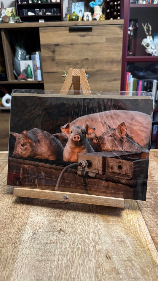 Piggy Photo Print