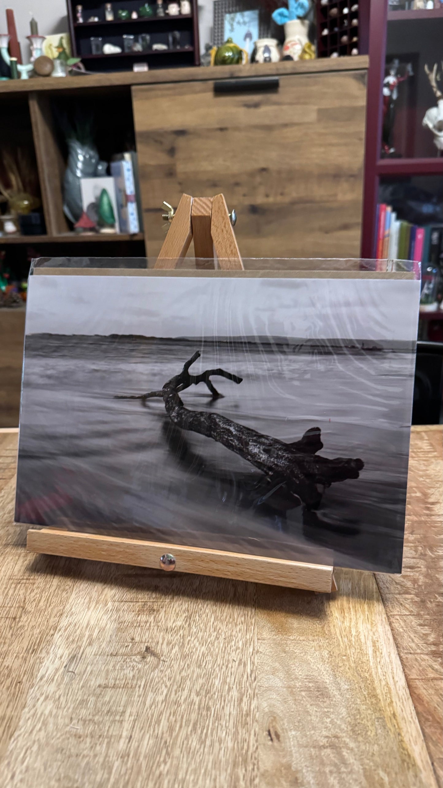 Driftwood Photo