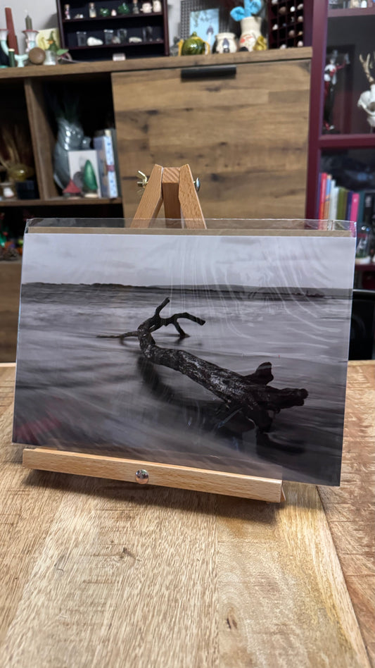 Driftwood Photo