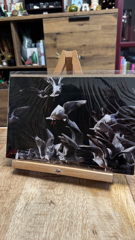Feeding Frenzy Photo