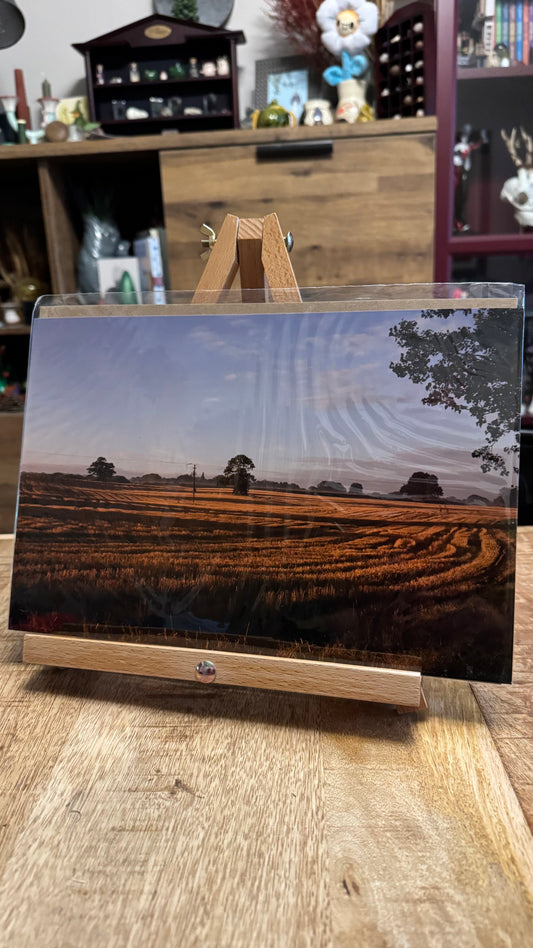 Golden Morning Light Field Photo